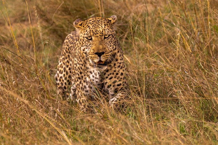 032 Masai Mara.jpg